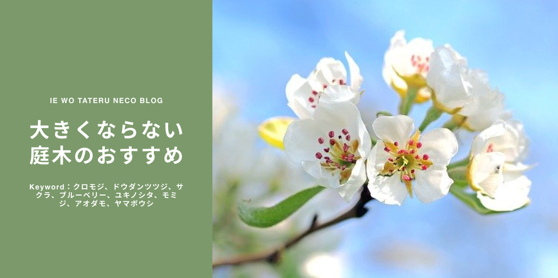 新築にオススメの 後悔しない庭木 植物 大きくなり過ぎない庭木を紹介 家を建てるネコ